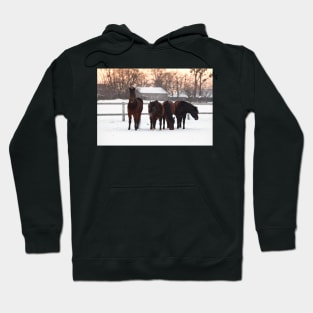 Four horses on winter paddock Hoodie